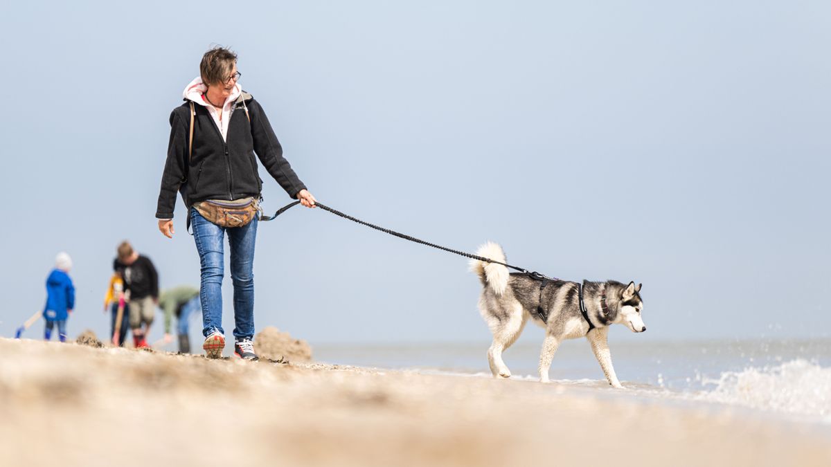 Incluir a los perros en nuestros planes