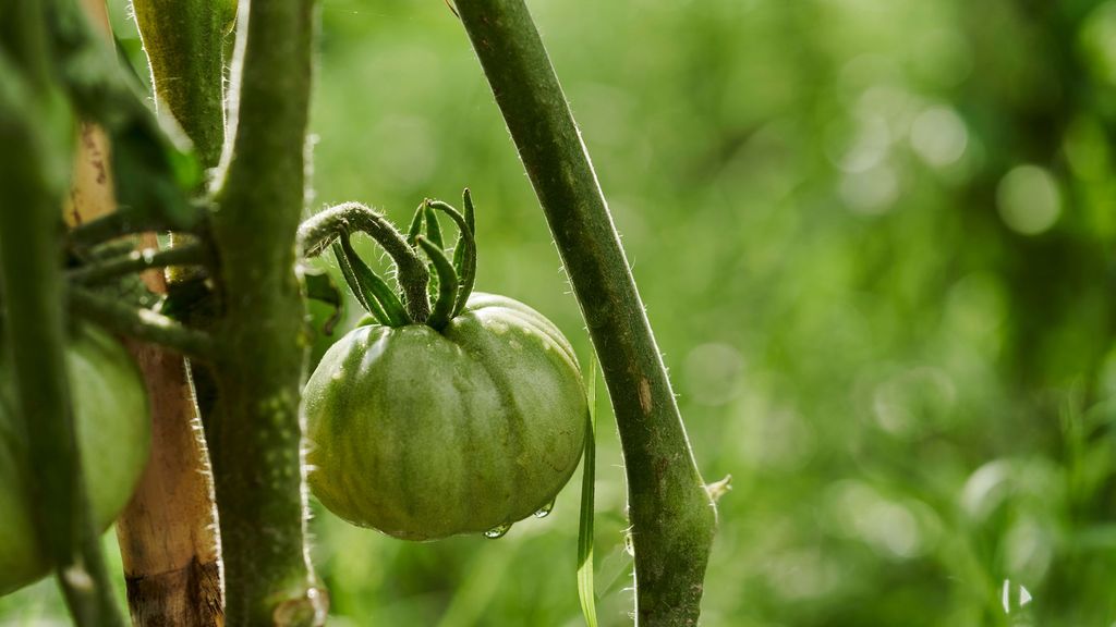 Las plantas emiten sonidos similares al volumen de la voz humana cuando están estresadas