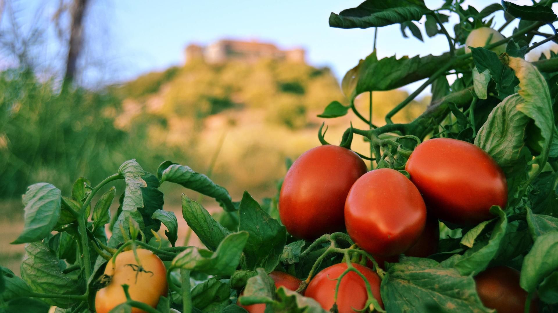 Archivo - Tomates