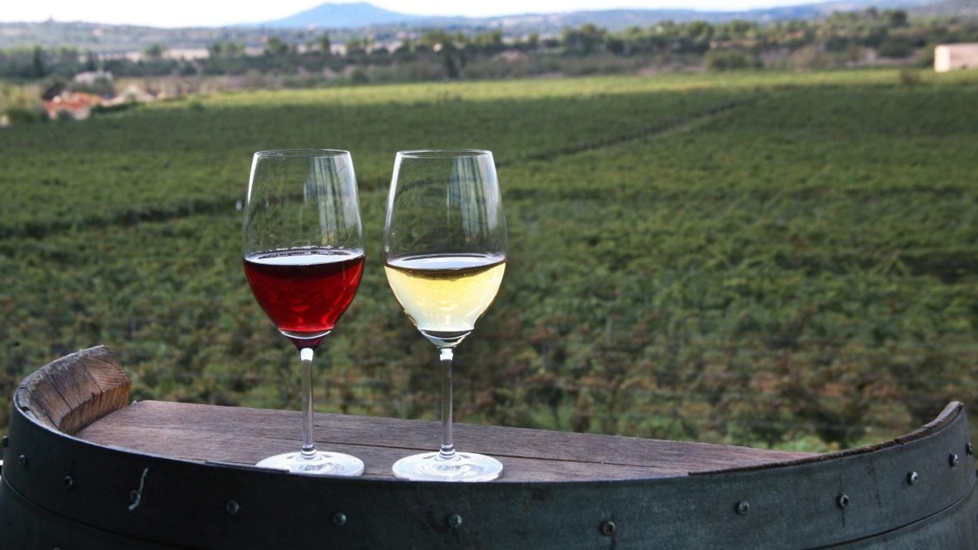 Archivo - Una copa de vino tinto y otra de vino blanco frente a un viñedo.