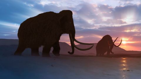 Una albóndiga gigante de carne de mamut quiere abrir el camino
