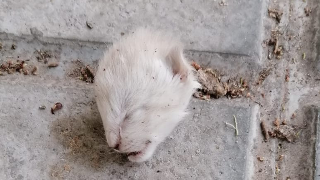 Denuncian la aparición de una cabeza de gato decapitada dentro de un colegio de Jaén