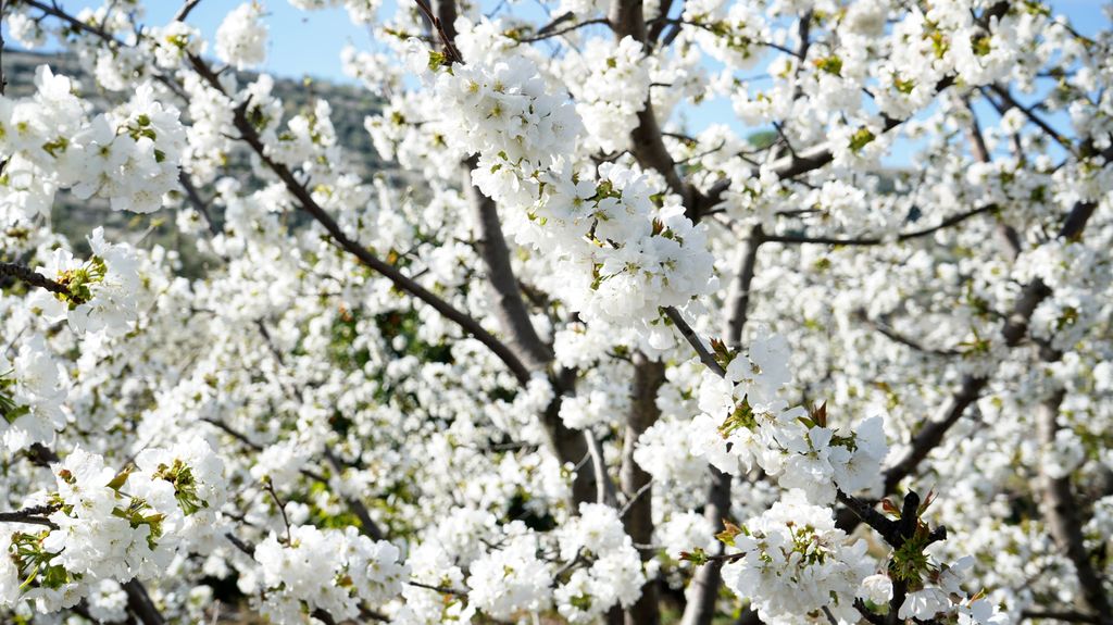 Grandes extensiones de cerezos floridos