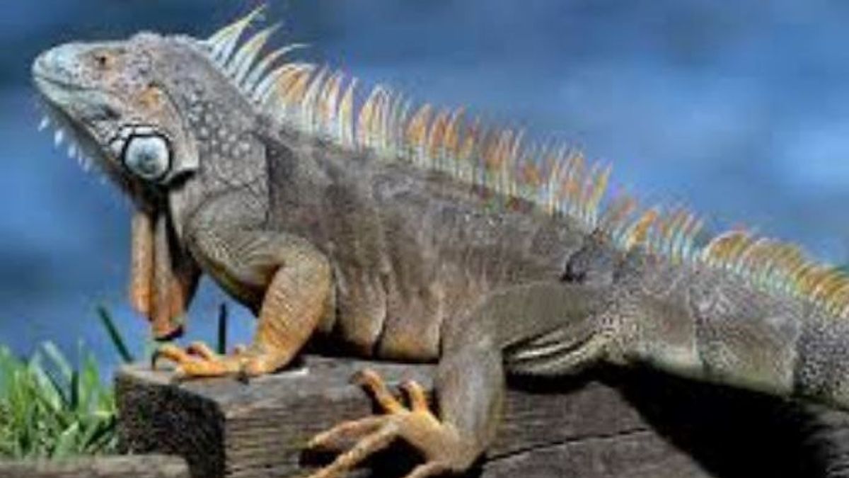 Las iguanas son animales herbívoros que son inofensivos