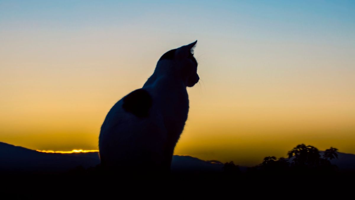 Preocupación por los casos de maltrato a gatos en Jaén