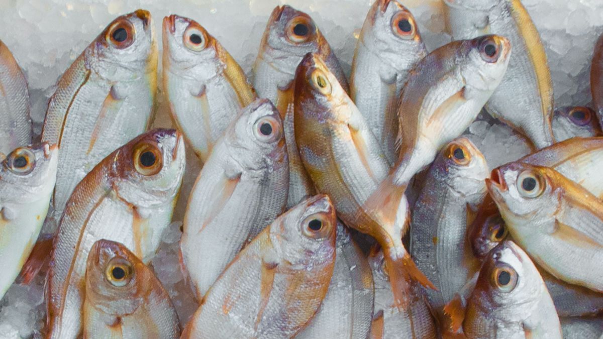 Cuál es la diferencia entre las cajas azules y las cajas verdes de las pescaderías