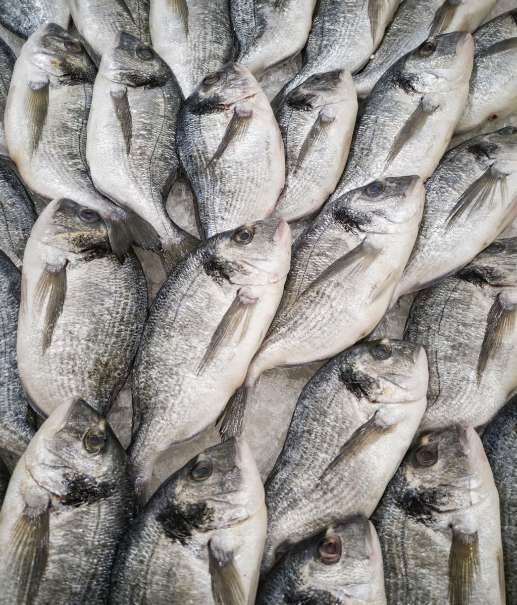 Cuál es la diferencia entre las cajas azules y las cajas verdes de las pescaderías