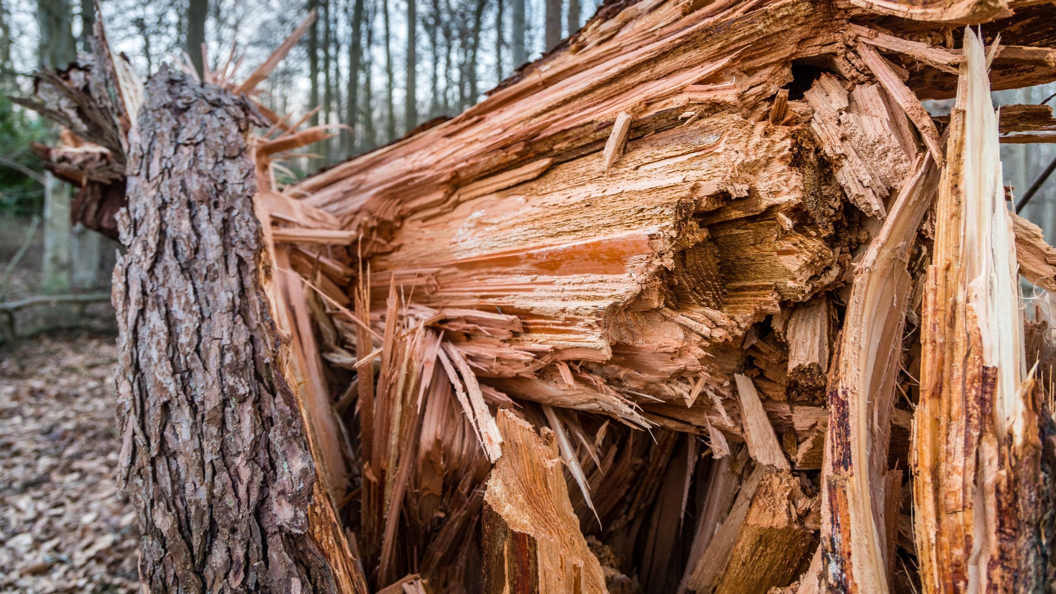 Trozos de un árbol caído