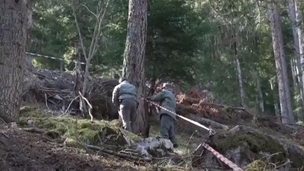 Un oso mata a un corredor en Italia