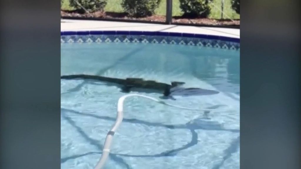 Una familia de Florida halla un caimán de unos 2,5 metros en la piscina de su casa