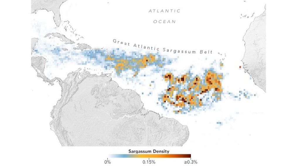 Densidad de sargazo en el Océano Atlántico central