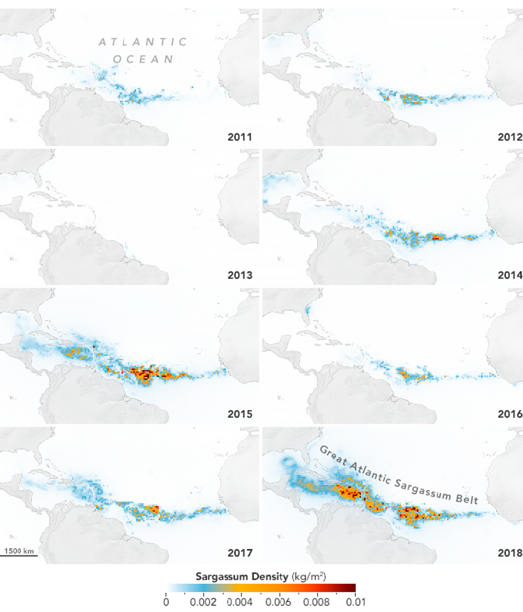 Densidad media mensual de sargazo en el Océano Atlántico en cada julio de 2011 a 2018