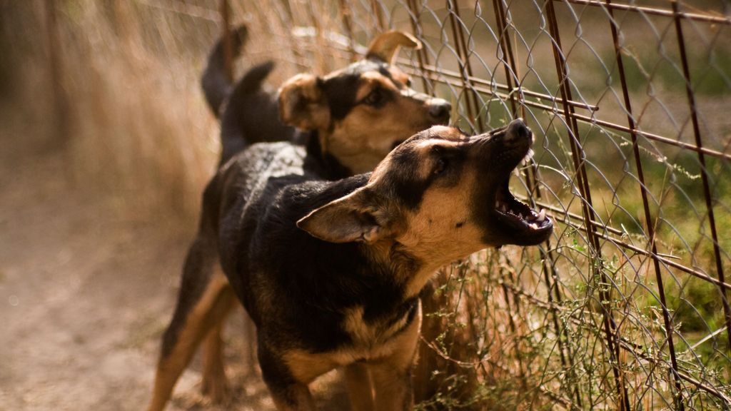 Imagen de archivo de un grupo de perros