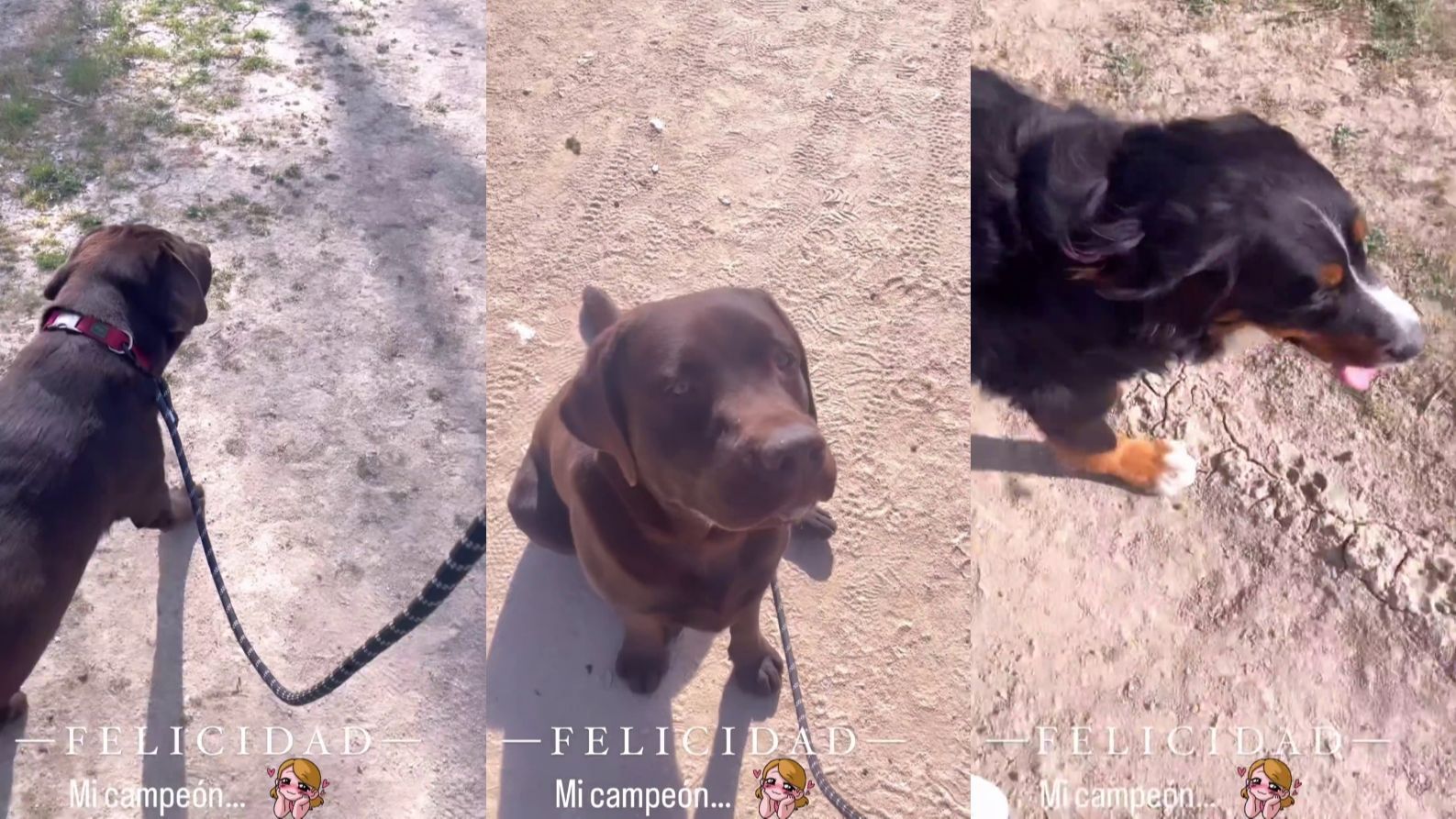 Lara Álvarez presume orgullosa de la educación que le ha dado a sus perros