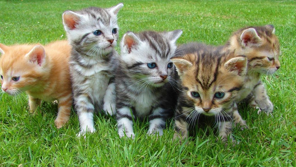 Conductas de gatos