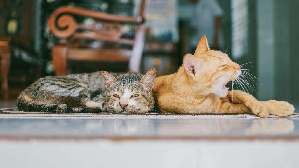 Gatos durmiendo