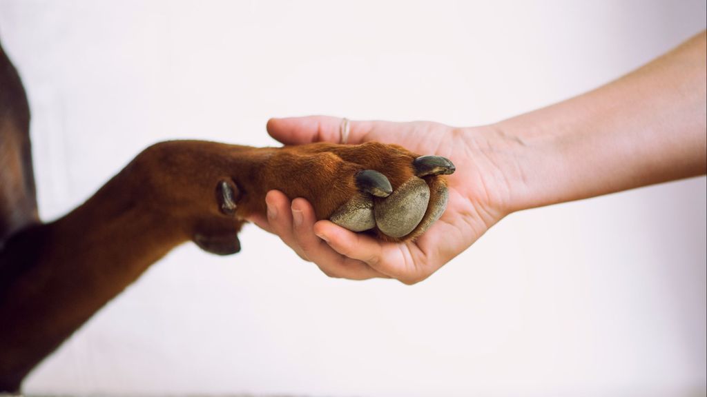 Perro y dueño