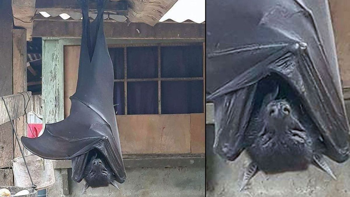 Así es el zorro volador filipino, el murciélago más grande del mundo