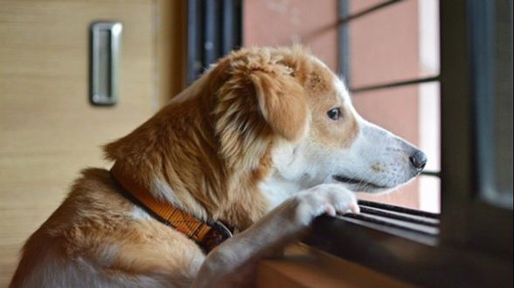 Estrés por separación en perros