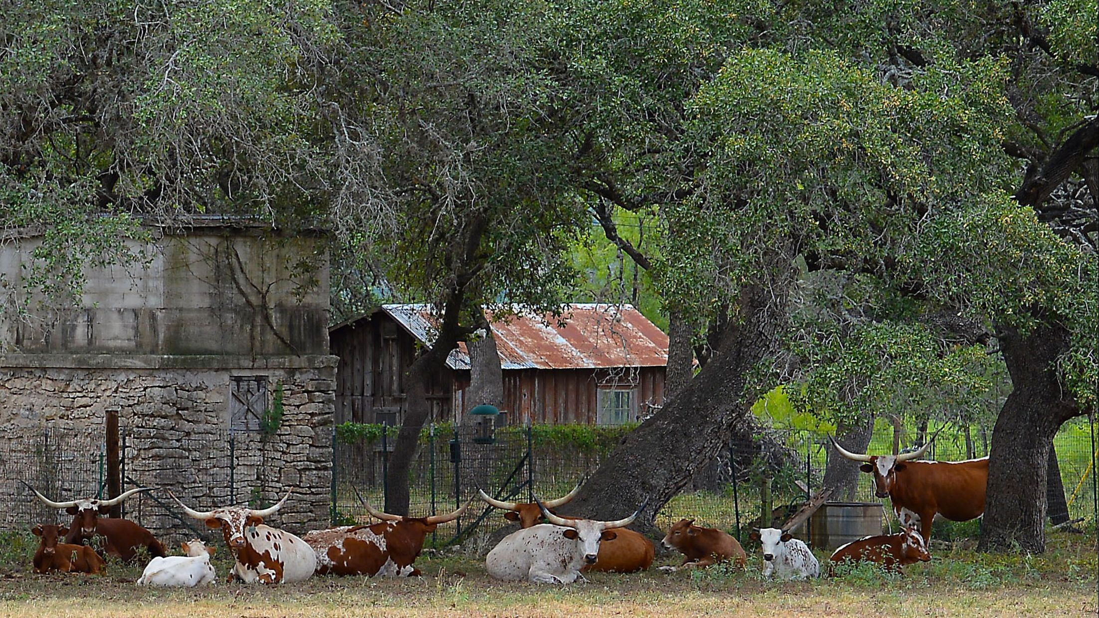 Largest farm explosion on document kills 18,000 cows in Texas - Embrace