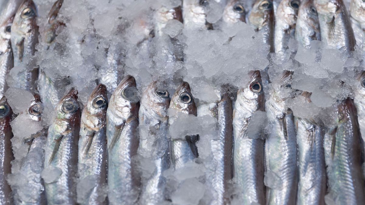 EuropaPress 5056096 sardinas expuestas pescaderia mercado 15 marzo 2023 madrid espana indice