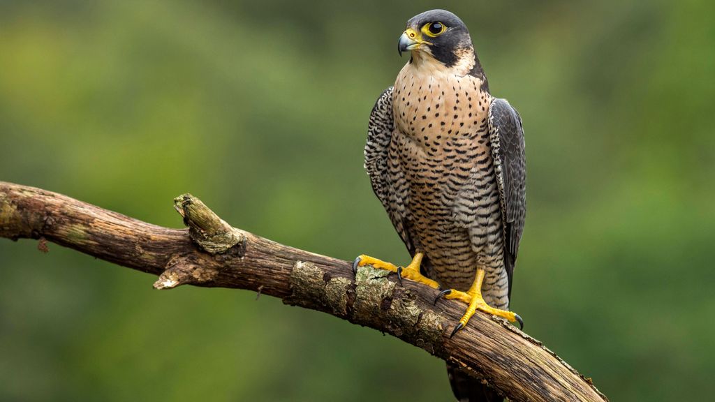 Halcón peregrino.