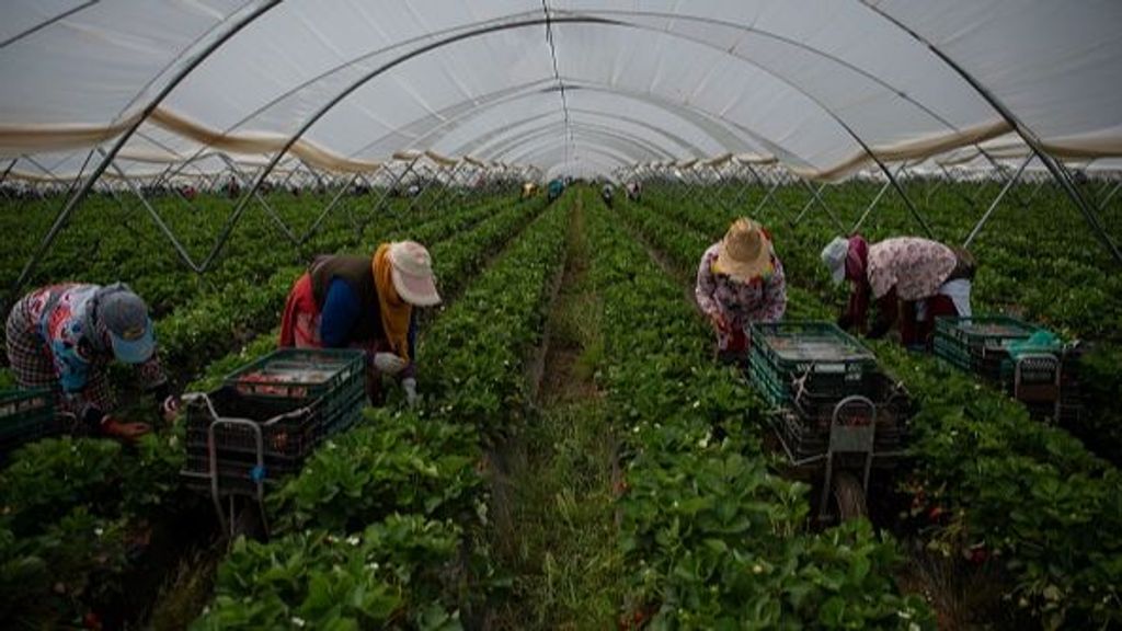 Recolectores de fresas trabajando en un invernadero en Ayamonte, Huelva