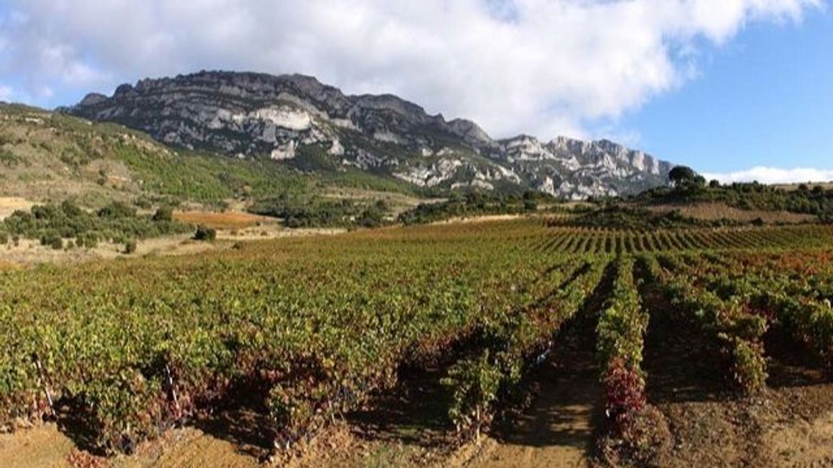 Viñedo Viñedo