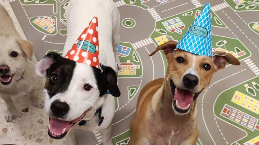Una empresa de Jerez organiza fiestas de cumpleaños para perros: "Los dueños no pueden estar presentes"