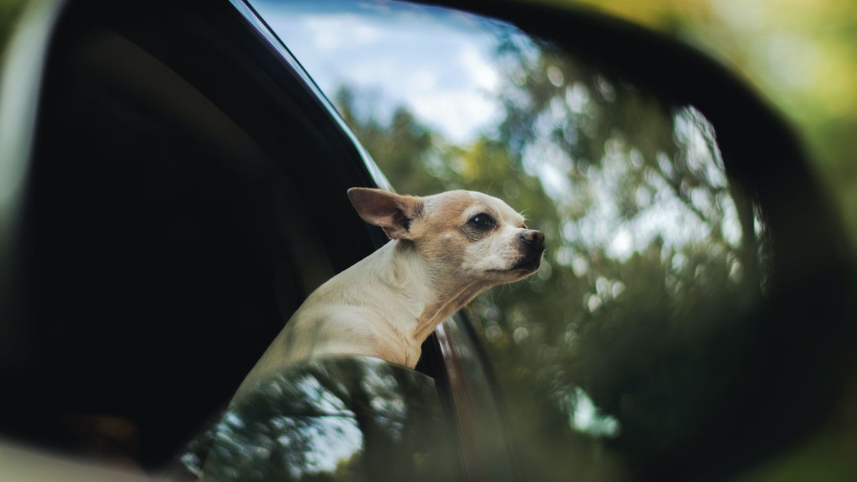 DGT: ¿Cómo llevar a mi perro en el coche para que no me multen?