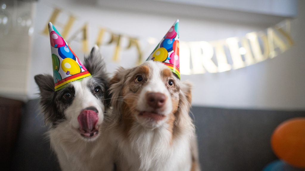 Así son los cumpleaños de perros