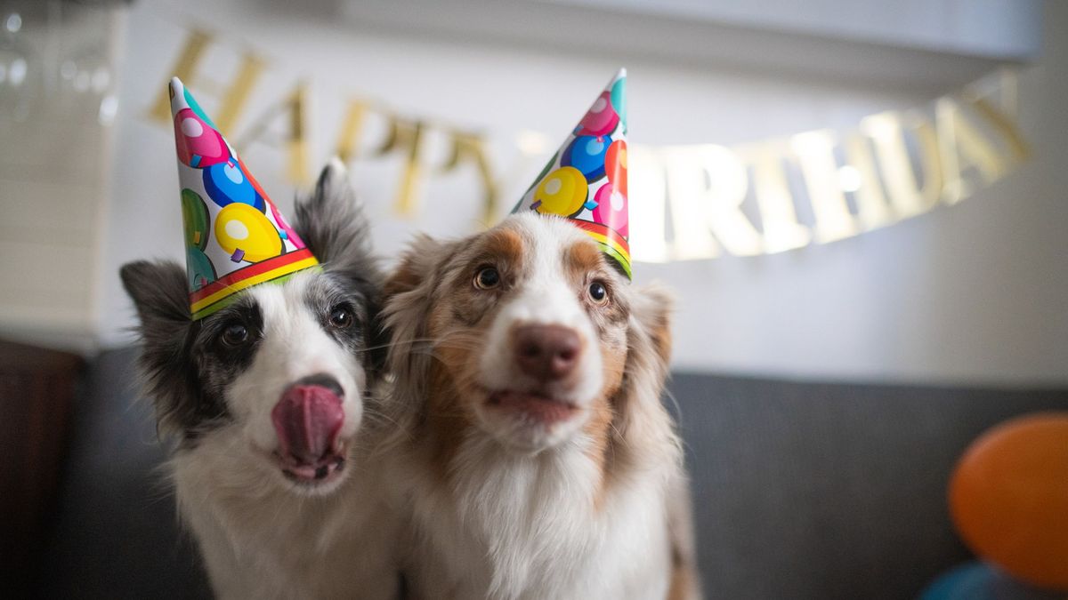 Así son los cumpleaños de perros