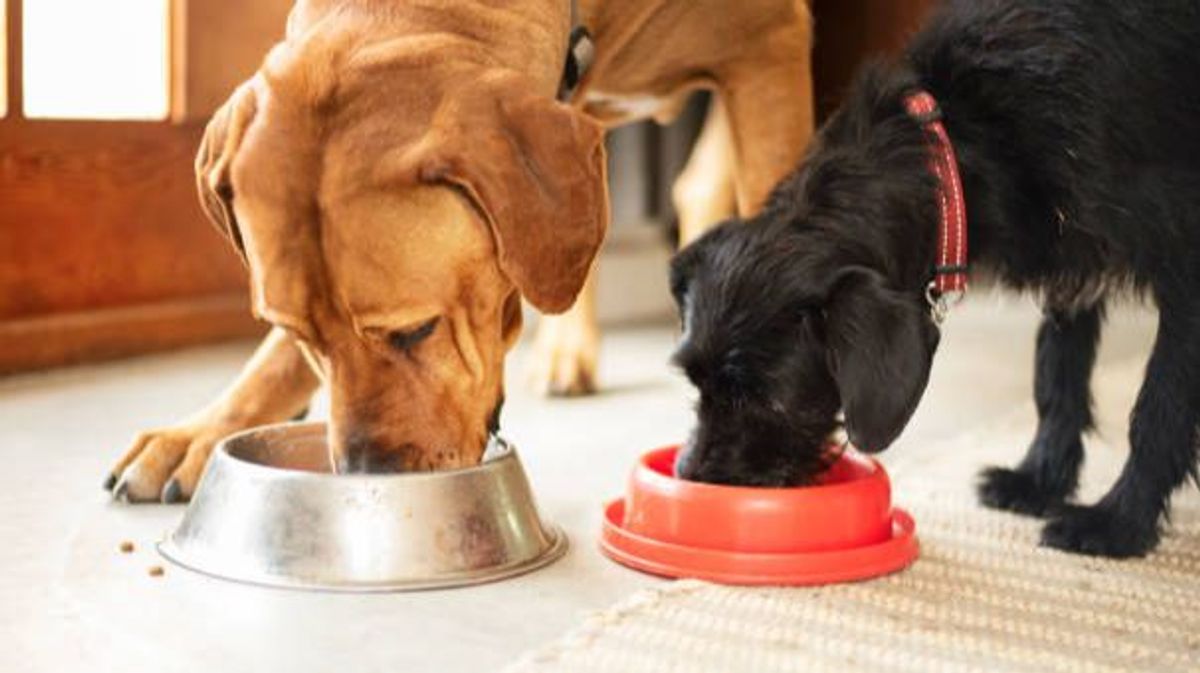 La alimentación desempeña un papel importante en la salud de los perros La alimentación desempeña un papel importante en la salud de los perros