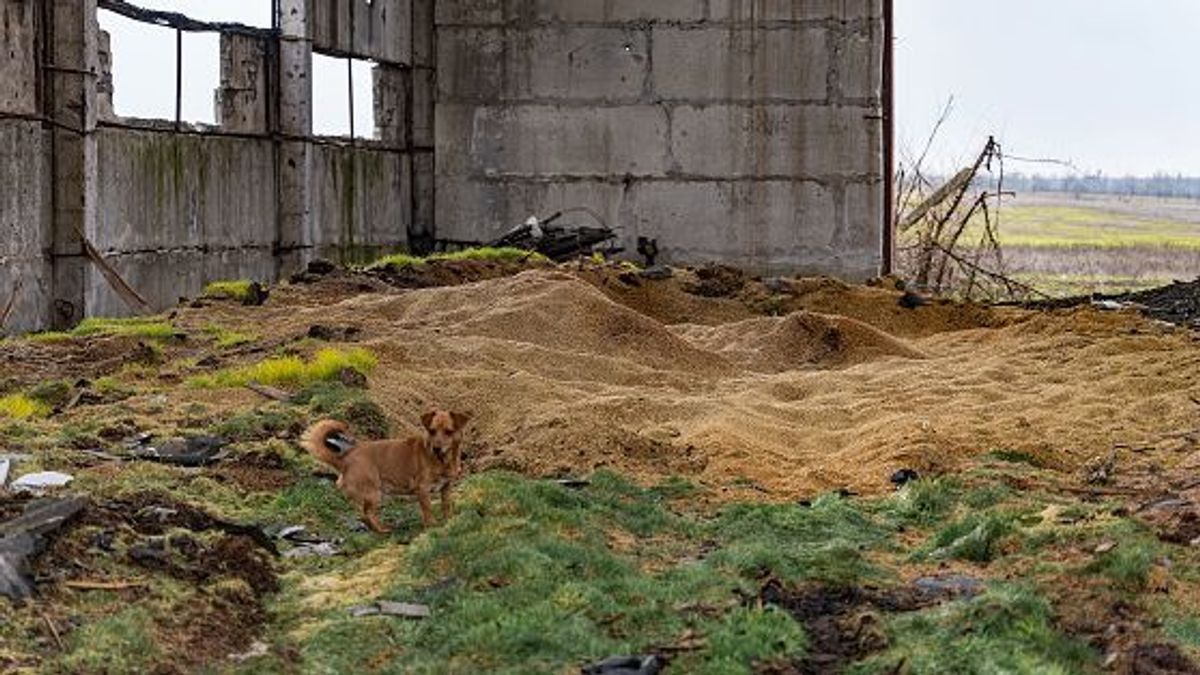 Un perro frente al grano esparcido en un edificio en ruinas el 1 de febrero de 2023 en Bilohirka, Óblast de Kherson, Ucrania Un perro frente al grano esparcido en un edificio en ruinas el 1 de febrero de 2023 en Bilohirka, Óblast de Kherson, Ucrania