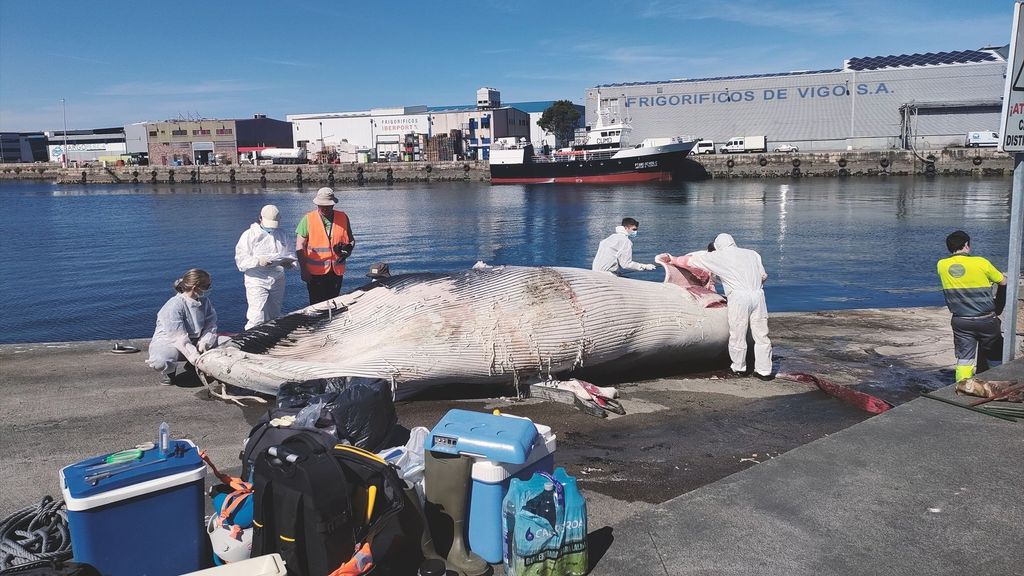 Ejemplar cría ballena común apareció muerta cerca escollera terminal Bouzas