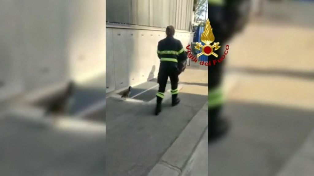 Inusual rescate de unos bomberos en Italia: salvan a una familia de 12 patitos encerrados junto a su madre