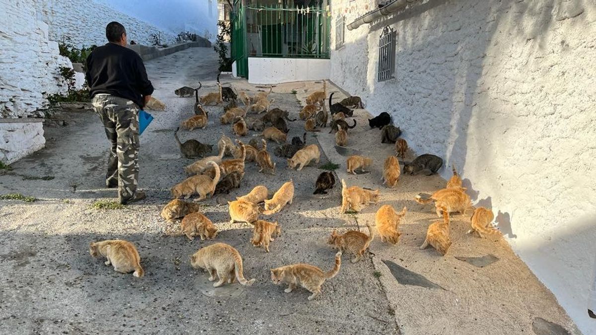 La aldea de Granada, en la que viven más gatos que vecinos