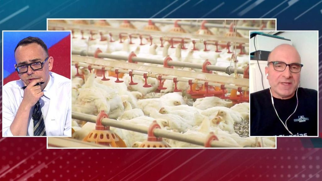 ¿Se está adaptando la gripe aviar a los mamíferos y puede convertirse en una nueva pandemia?