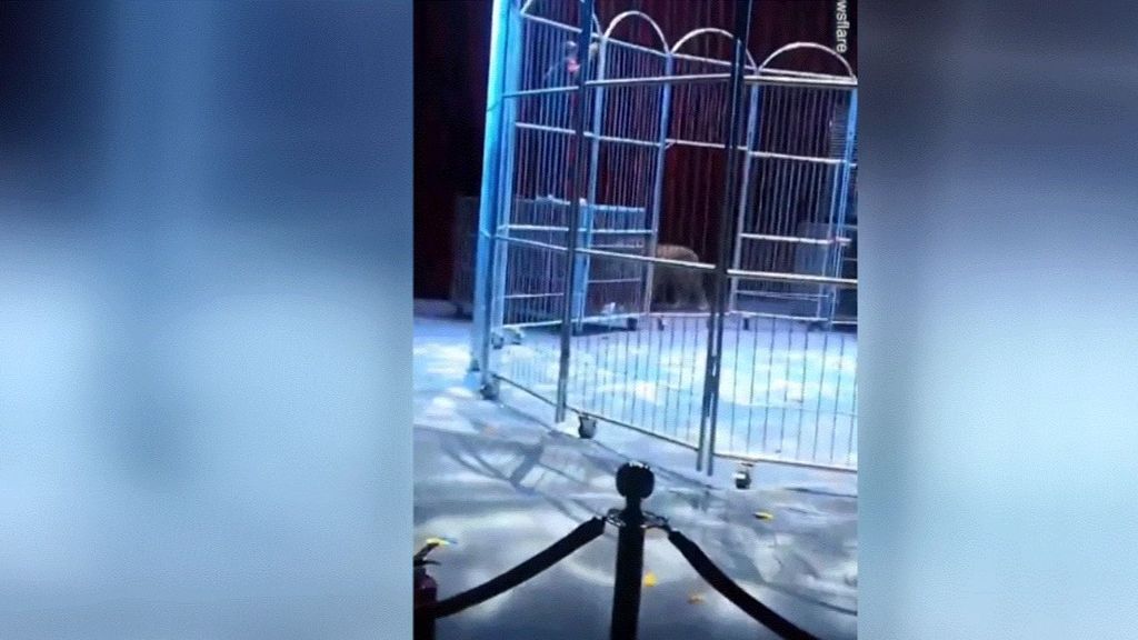 Dos leones se escapan en China en pleno espectáculo de un circo