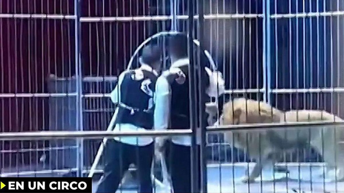 Vídeo viral | Se escapan dos leones de un circo y saltan hacía el público -  Ya es mediodía