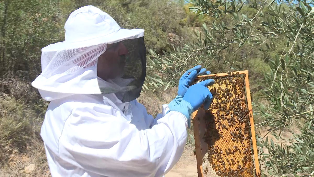 La sequía acaba con la producción de miel: “Colmenas que antes generaban 20 kilos al año se pueden llegar a perder”