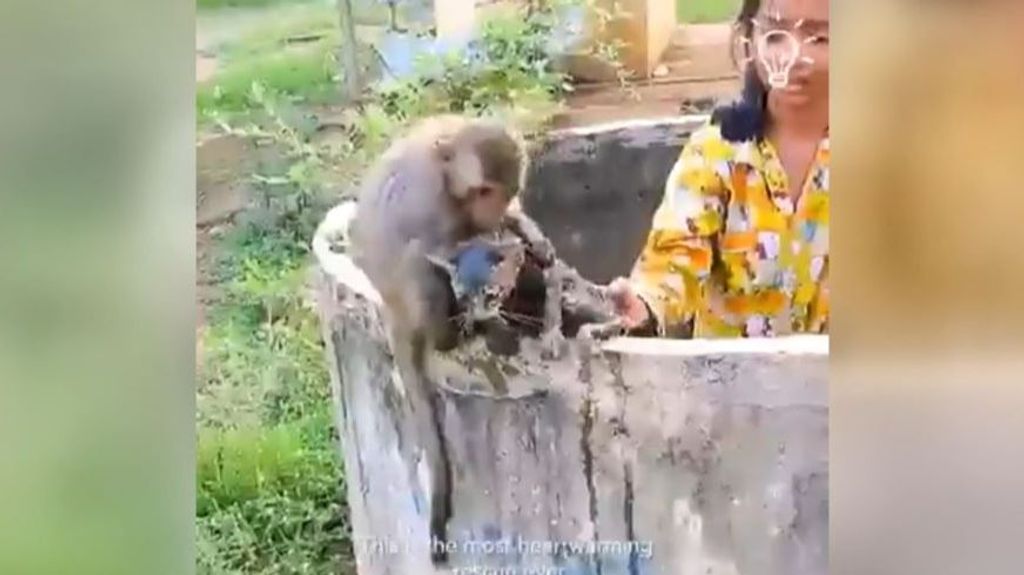 Un mono salva a un gato pidiendo ayuda para sacarle de un pozo en el que estaba atrapado
