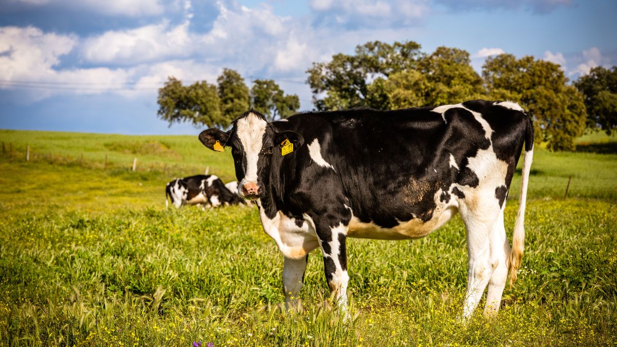 Una cooperativa ganadera andaluza, pionera en la reducción del metano que emiten sus vacas