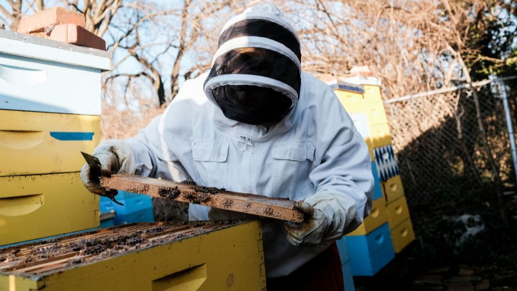 El panel de Lidia Camón: la producción de miel cae en picado por la sequía y el calor