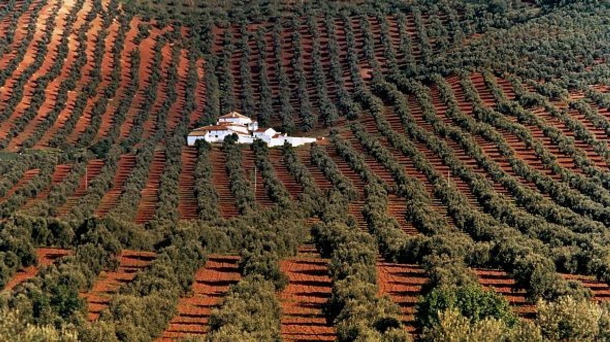 Las cosechas de aceitunas, en peligro por la sequía y las altas temperaturas: "El precio del aceite podía ser desorbitado"