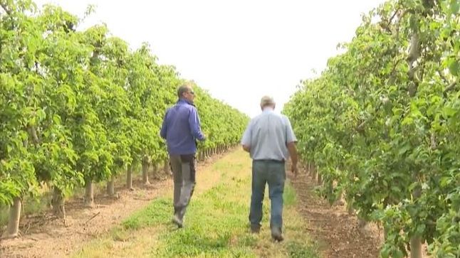 Los agricultores catalanes piden ayuda a la Unión Europea ante la brutal sequía que se sufre