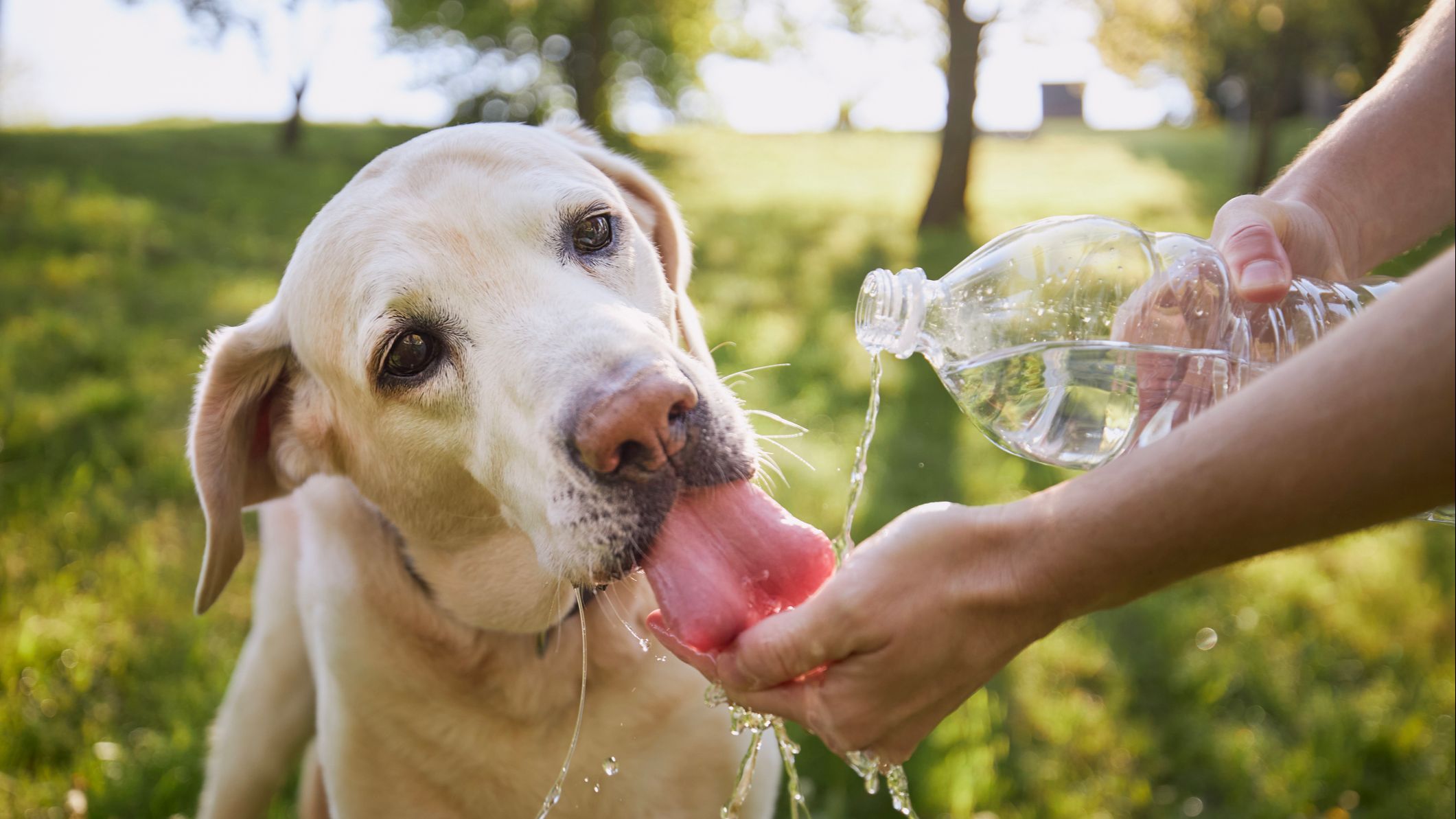 Consejos ante el calor