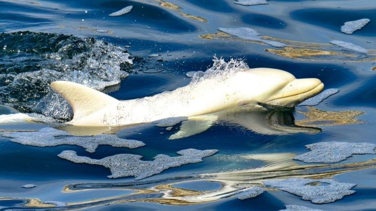 Delfín albino
