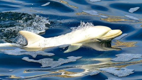 Avistan un delfín albino extremadamente raro por primera vez en África