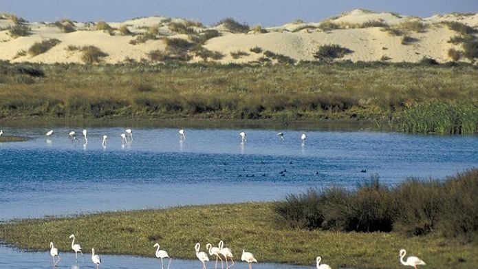 UNESCO warns that Doñana might stop to be a World Heritage Site with the Andalusian Irrigation Law